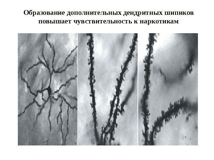 Образование дополнительных дендритных шипиков повышает чувствительность к наркотикам 