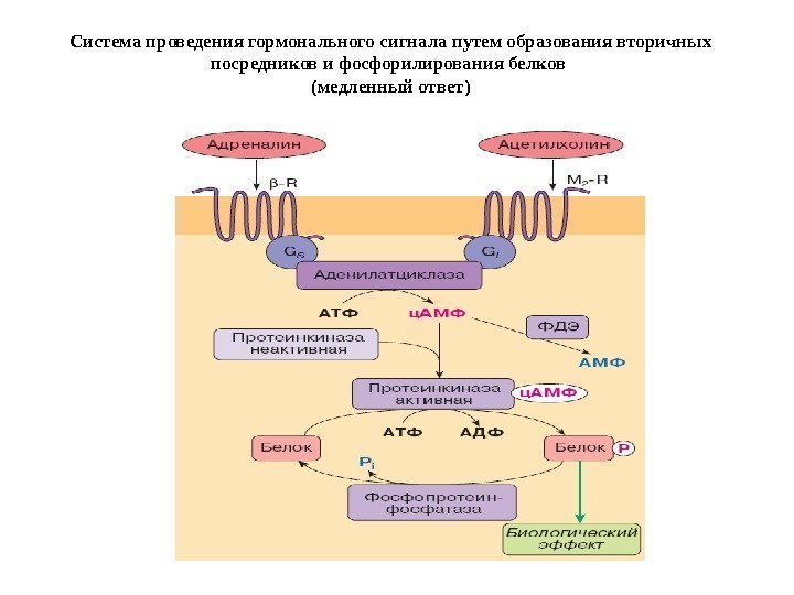 Система проведения гормонального сигнала путем образования вторичных посредников и фосфорилирования белков (медленный ответ) 