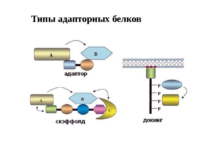 Типы адапторных белков 