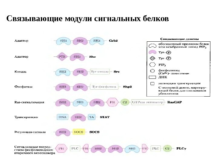 Связывающие модули сигнальных белков 