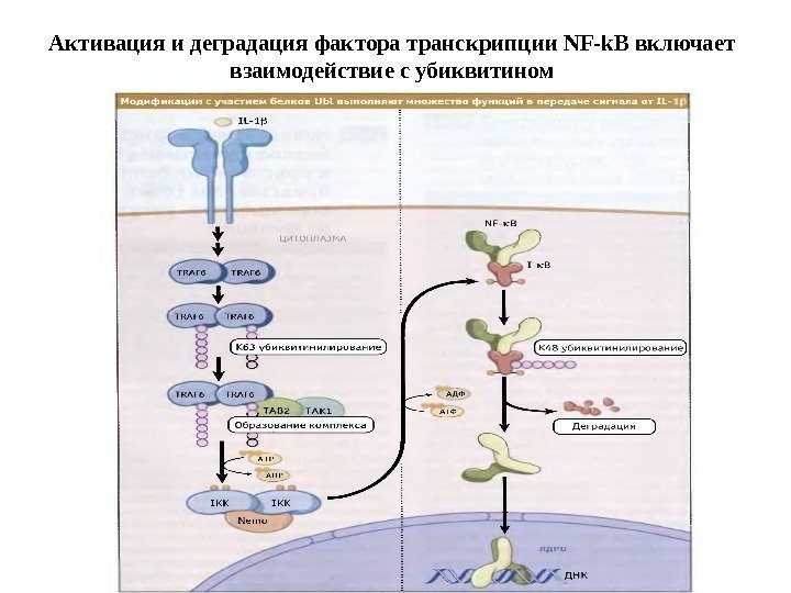 Активация и деградация фактора транскрипции NF-k. B включает взаимодействие с убиквитином 