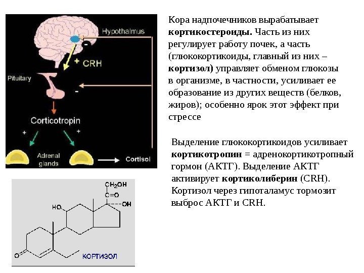 Кора надпочечников вырабатывает кортикостероиды.  Часть из них регулирует работу почек, а часть (глюкокортикоиды,