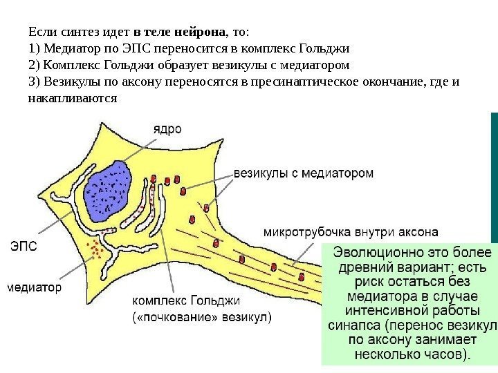 Если синтез идет в теле нейрона , то: 1) Медиатор по ЭПС переносится в