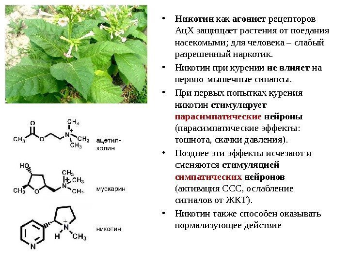  • Никотин как агонист рецепторов Ац. Х защищает растения от поедания насекомыми; для