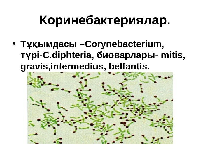 Коринебактериялар.  • Т ымдасы –ұқ Corynebacterium,  т рі- ү C. diphteria ,