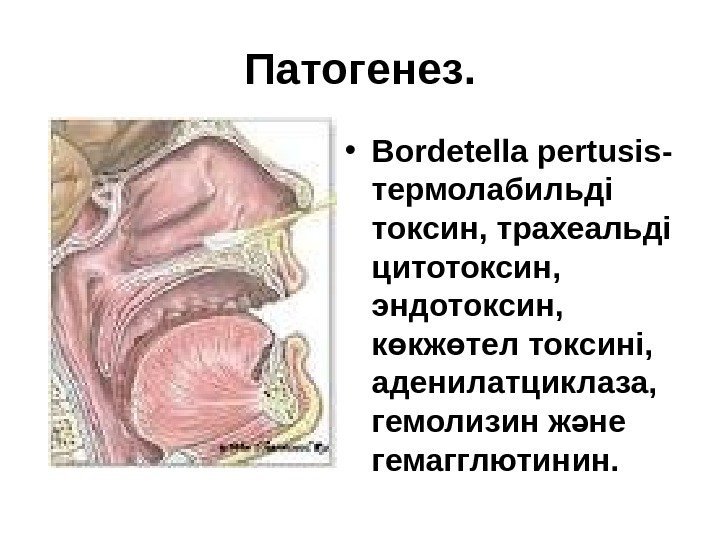 Патогенез.  • Bordetella pertusis - термолабильді токсин, трахеальді цитотоксин,  эндотоксин,  к