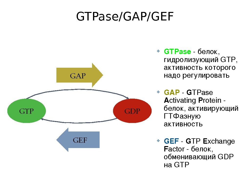 GTPase/GAP/GEF ✤ GTPase белок, гидролизующий GTP, активность которого надо регулировать ✤ GAP G TPase