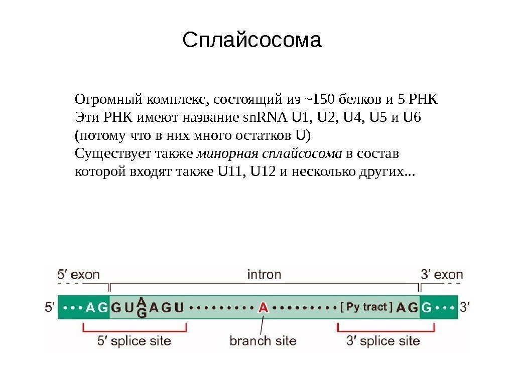 Сплайсосома Огромный комплекс, состоящий из ~150 белков и 5 РНК Эти РНК имеют название