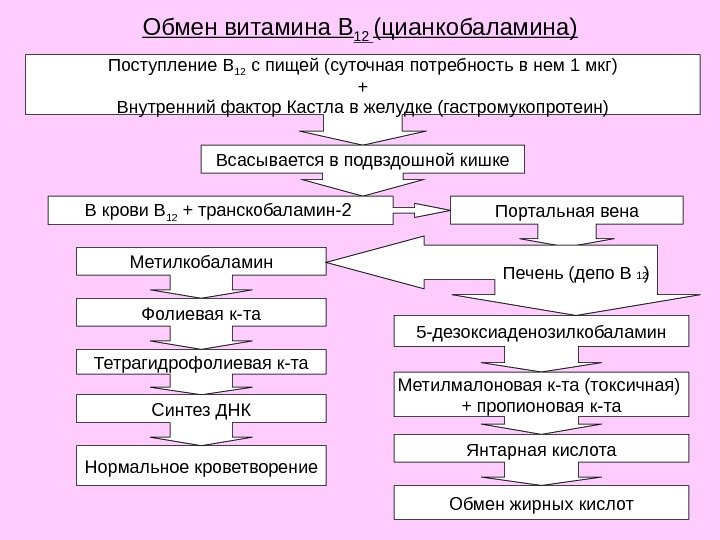 Обмен витамина В 12 (цианкобаламина) Нормальное кроветворение Обмен жирных кислот. Метилкобаламин. Поступление В 12