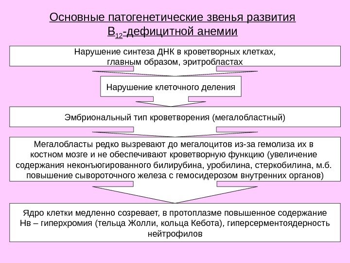 Основные патогенетические звенья развития В 12 -дефицитной анемии Нарушение синтеза ДНК в кроветворных клетках,