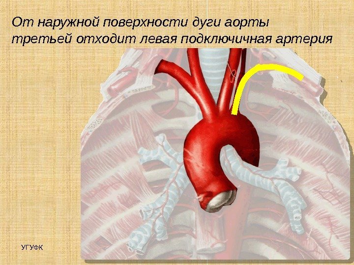 УГУФК Артерии 11 От наружной поверхности дуги аорты третьей отходит левая подключичная артерия 
