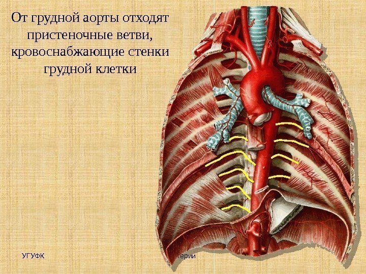 УГУФК Артерии 13 От грудной аорты отходят пристеночные ветви,  кровоснабжающие стенки грудной клетки