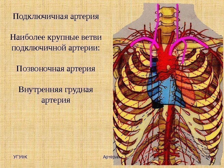 Подключичная артерия Наиболее крупные ветви подключичной артерии: Позвоночная артерия Внутренняя грудная артерия УГУФК 20