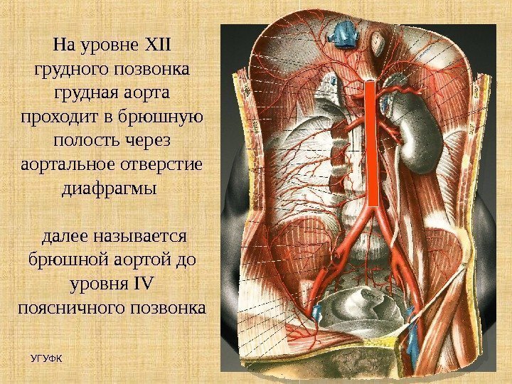 УГУФК 26 Артерии На уровне XII  грудного позвонка грудная аорта проходит в брюшную