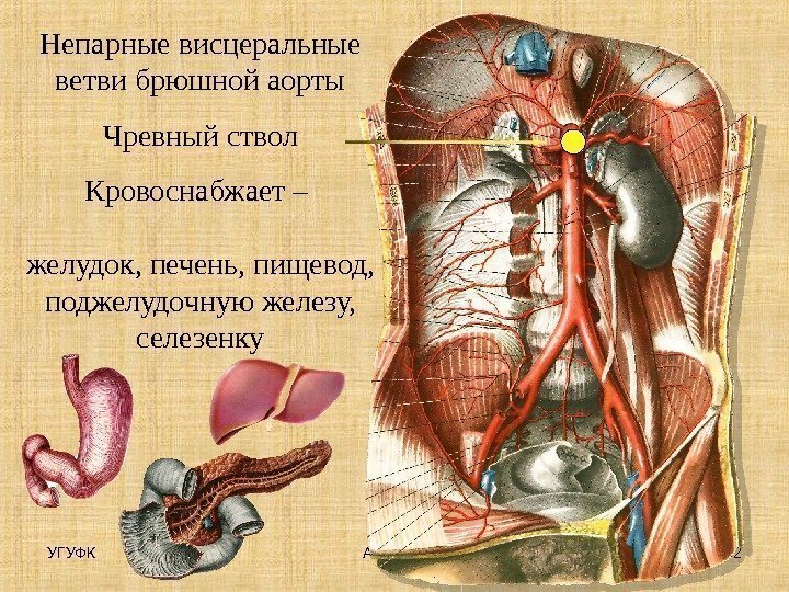 УГУФК 32 Артерии Непарные висцеральные ветви брюшной аорты Чревный ствол Кровоснабжает – желудок, печень,