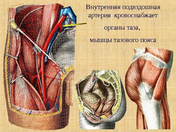 УГУФК 36 Артерии Внутренняя подвздошная артерия кровоснабжает органы таза,  мышцы тазового пояса 