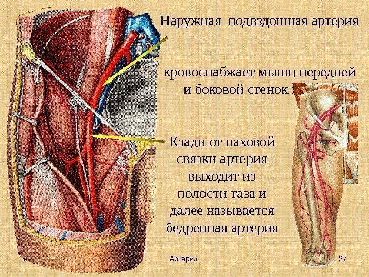 УГУФК 37 Артерии Наружная подвздошная артерия  кровоснабжает мышц передней и боковой стенок живота
