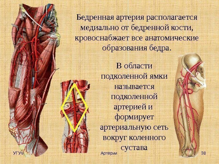 УГУФК 38 Артерии Бедренная артерия располагается медиально от бедренной кости,  кровоснабжает все анатомические