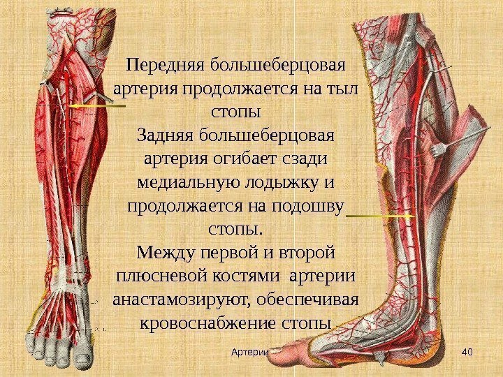 УГУФК Артерии 40 Передняя большеберцовая артерия продолжается на тыл стопы Задняя большеберцовая артерия огибает