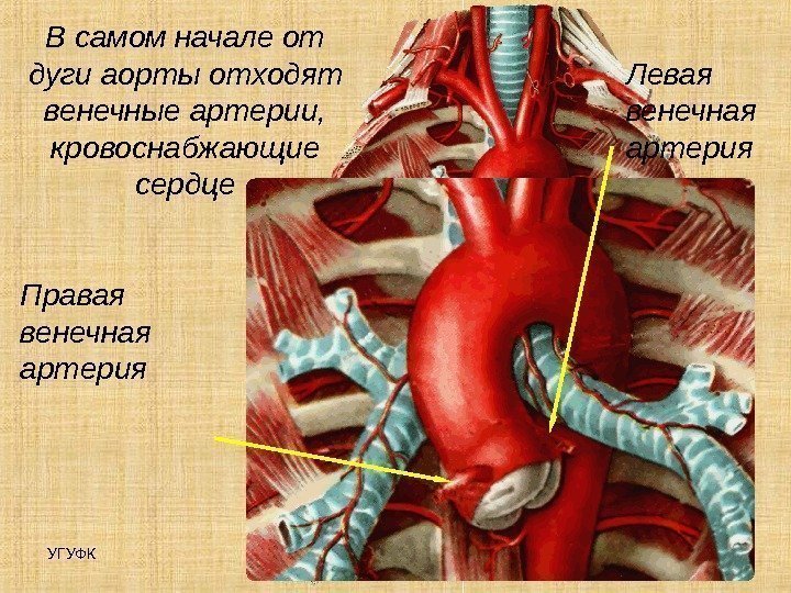 УГУФК 8 Артерии В самом начале от дуги аорты отходят венечные артерии,  кровоснабжающие
