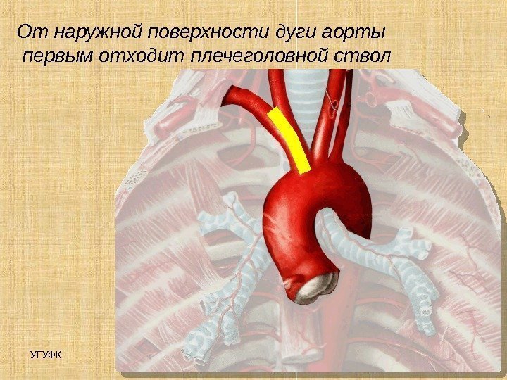 УГУФК Артерии 9 От наружной поверхности дуги аорты  первым отходит плечеголовной ствол 
