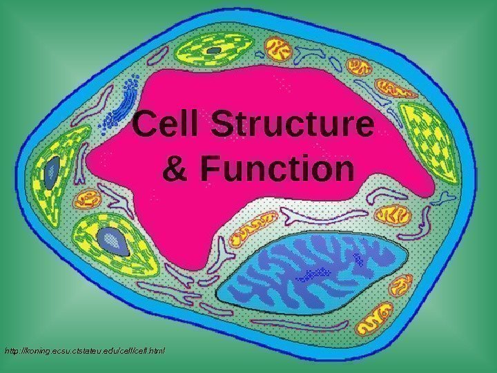 Cell Structure & Function http: //koning. ecsu. ctstateu. edu/cell. html 