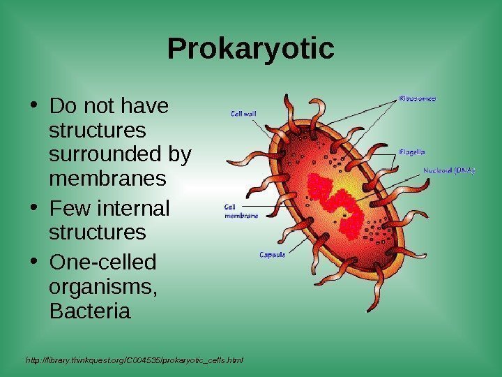 Prokaryotic • Do not have structures surrounded by membranes • Few internal structures •