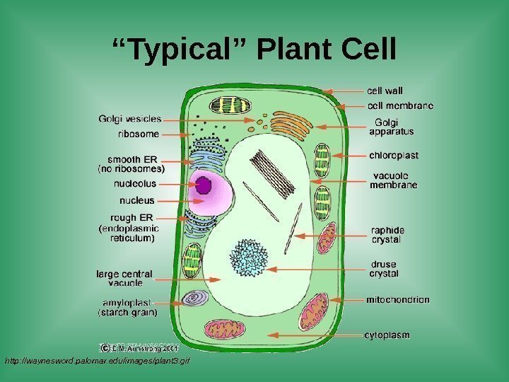 http: //waynesword. palomar. edu/images/plant 3. gif “ Typical” Plant Cell 