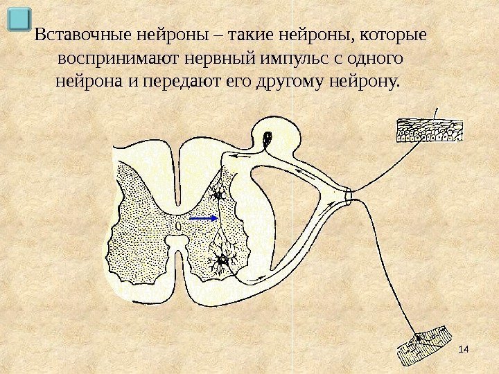 Вставочные нейроны – такие нейроны, которые воспринимают нервный импульс с одного нейрона и передают