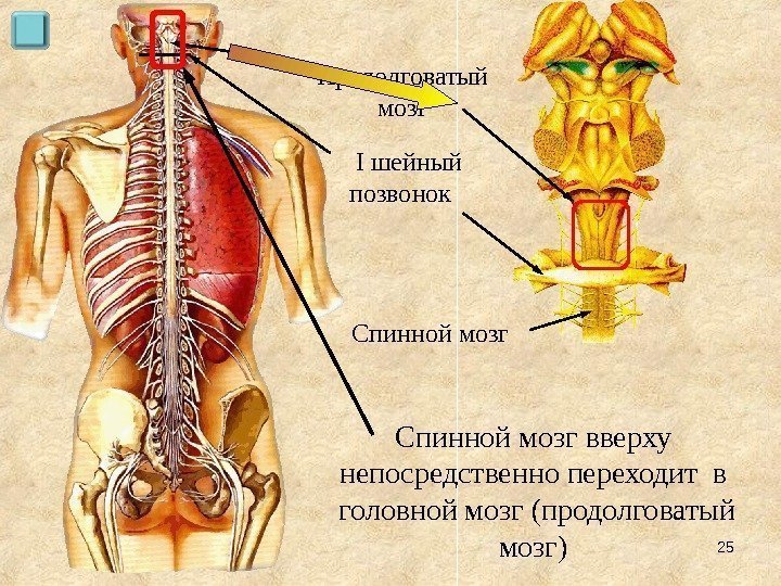 Спинной мозг вверху непосредственно переходит в головной мозг (продолговатый мозг)  I шейный позвонок.