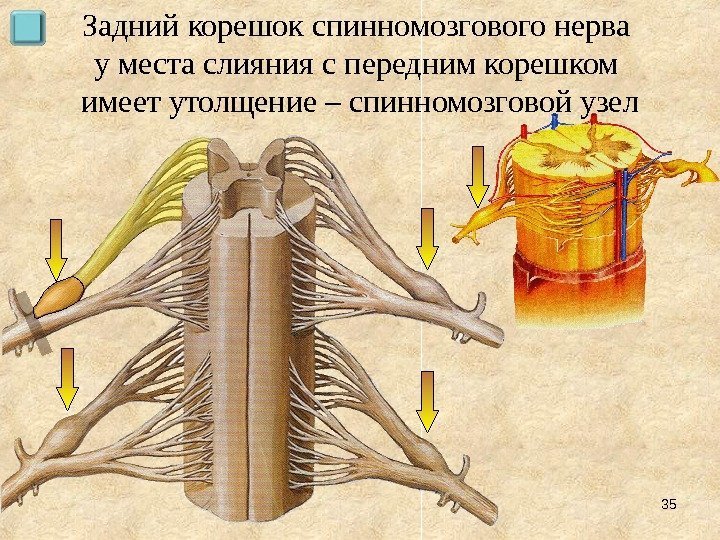 35 Задний корешок спинномозгового нерва у места слияния с передним корешком имеет утолщение –