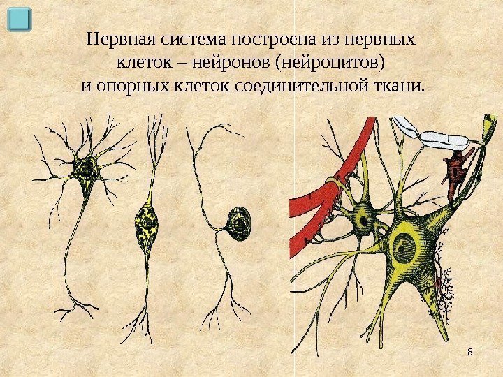 Нервная система построена из нервных клеток – нейронов (нейроцитов) и опорных клеток соединительной ткани.