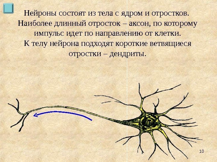 Нейроны состоят из тела с ядром и отростков.  Наиболее длинный отросток – аксон,