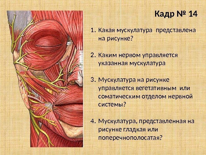 Кадр № 14 1. Какая мускулатура представлена на рисунке? 2. Каким нервом управляется указанная