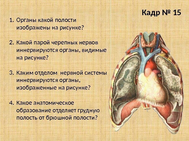 Кадр № 15 1. Органы какой полости изображены на рисунке? 2. Какой парой черепных