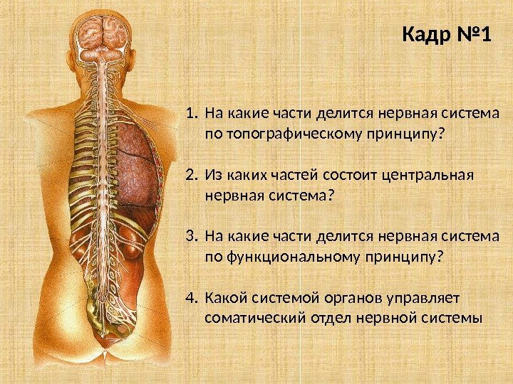 1. На какие части делится нервная система по топографическому принципу? 2. Из каких частей