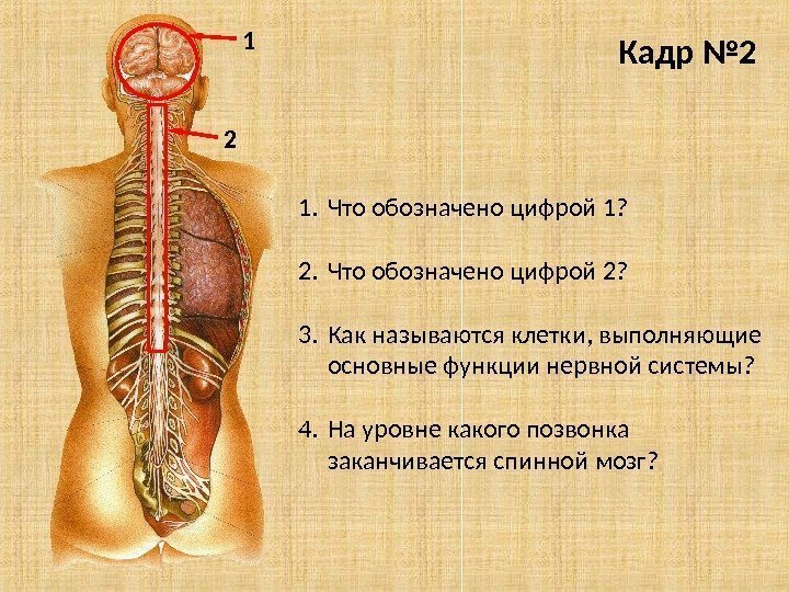 1. Что обозначено цифрой 1? 2. Что обозначено цифрой 2? 3. Как называются клетки,