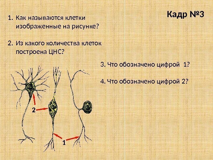 Кадр № 3 1. Как называются клетки изображенные на рисунке? 2. Из какого количества