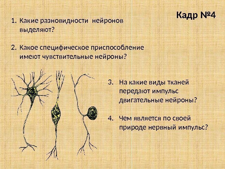 Кадр № 4 1. Какие разновидности нейронов выделяют? 2. Какое специфическое приспособление  имеют