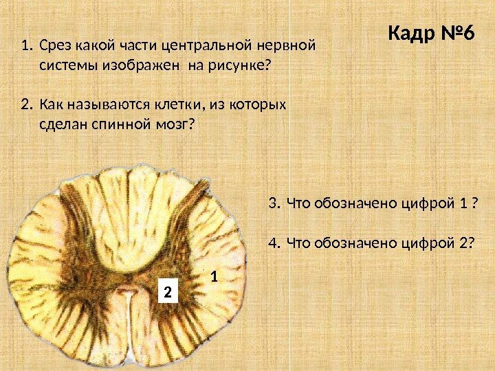 Кадр № 6 1. Срез какой части центральной нервной системы изображен на рисунке? 2.