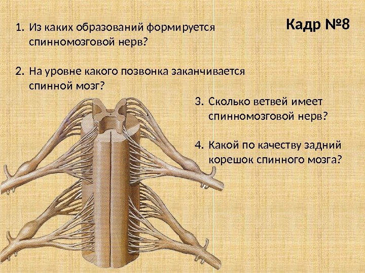 Кадр № 8 1. Из каких образований формируется спинномозговой нерв? 2. На уровне какого