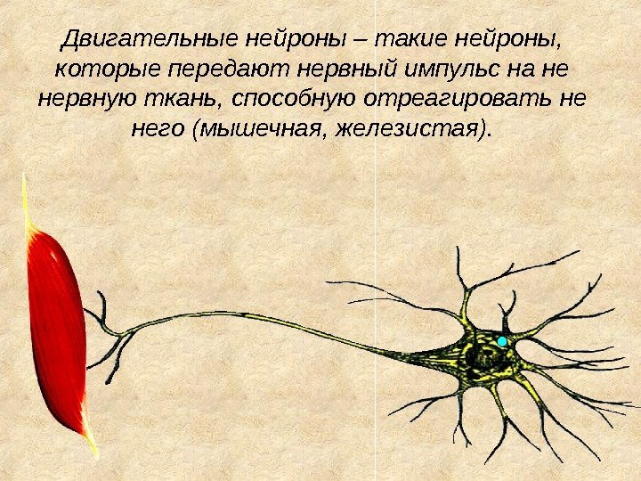 Двигательные нейроны – такие нейроны,  которые передают нервный импульс на не нервную ткань,