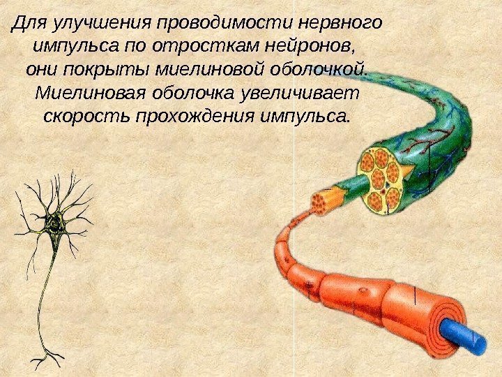 Для улучшения проводимости нервного импульса по отросткам нейронов,  они покрыты миелиновой оболочкой. Миелиновая