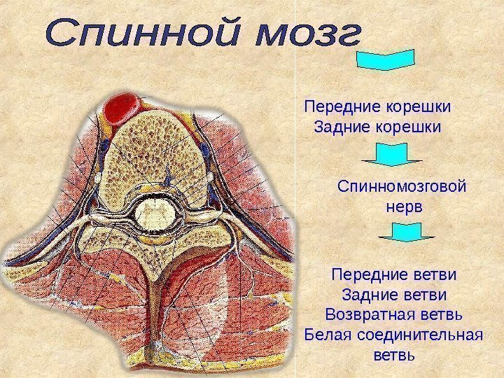 Передние корешки Задние корешки Спинномозговой  нерв Передние ветви Задние ветви Возвратная ветвь Белая