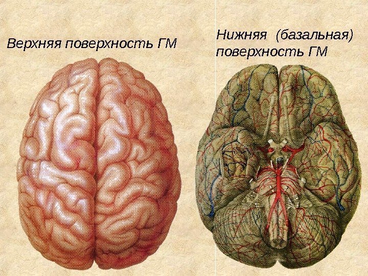 Нижняя (базальная) поверхность ГМВерхняя поверхность ГМ 