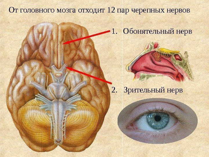 От головного мозга отходит 12 пар черепных нервов 1. Обонятельный нерв 2.  Зрительный