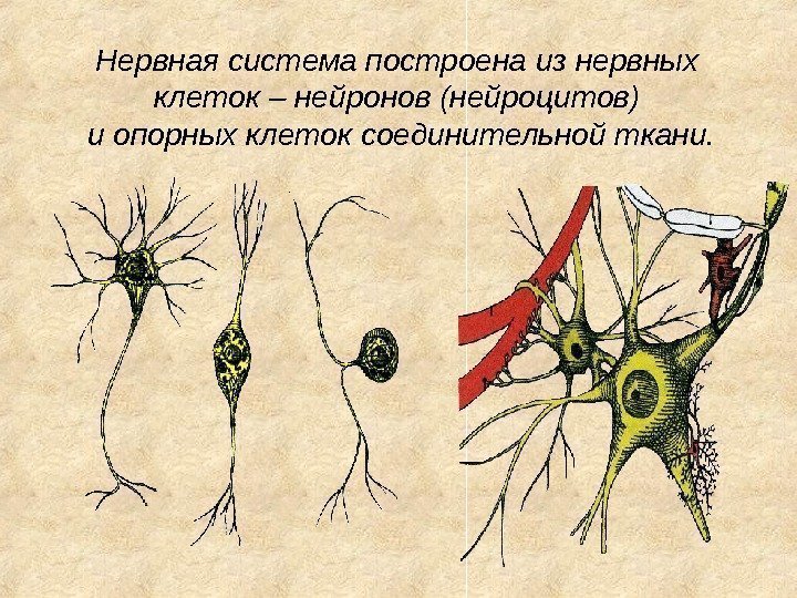 Нервная система построена из нервных клеток – нейронов (нейроцитов) и опорных клеток соединительной ткани.