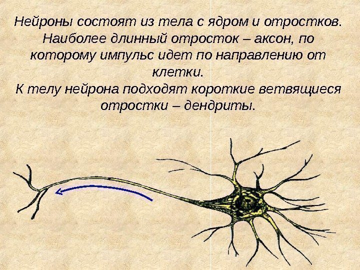 Нейроны состоят из тела с ядром и отростков.  Наиболее длинный отросток – аксон,