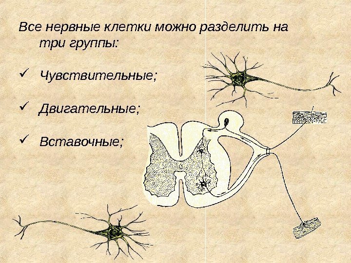 Все нервные клетки можно разделить на три группы:  Чувствительные;  Двигательные;  Вставочные;