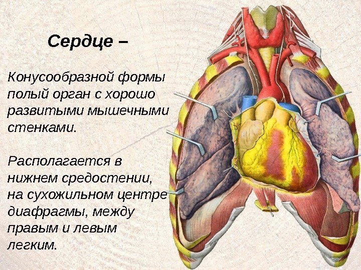 2 Сердце –  Конусообразной формы полый орган с хорошо развитыми мышечными стенками. Располагается